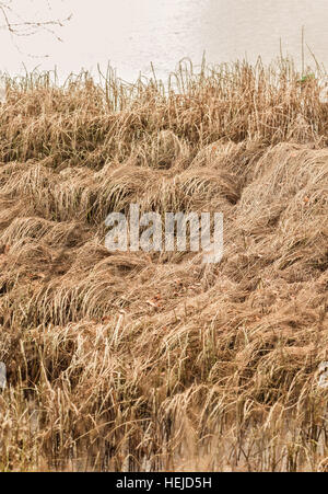 Grande herbe sèche en hiver près de l'eau Banque D'Images