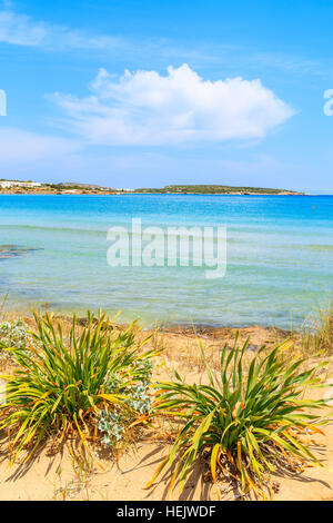 Voir de belles plage de Santa Maria de la mer d'azur de l'eau sur la côte de l'île de Paros, Grèce Banque D'Images