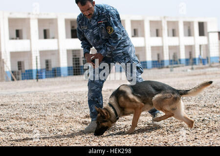 Husian Saadoun Kareem, un maître de chien avec la police irakienne Al Anbar unité K-9 à Ramadi, en Irak, travaille avec son chien, Arko, de trouver un échantillon d'explosifs au cours de la formation le 16 avril. Avec la police depuis 1991, Kareem a assisté à une 45 jours de formation au Collège de police de Bagdad pour devenir un maître de chien IP. La Police d'Anbar, stand up unité K-9 272339 Banque D'Images