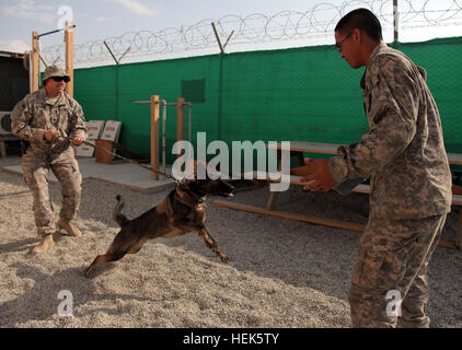 La Marine américaine Maître de 2e classe de la Compagnie de Police Militaire 415l'armée américaine et la FPC. Erik Leon de la 230e compagnie du génie train avec Doly le chien à base d'exploitation Foward Fenty à Jalalabad, en Afghanistan, le 10 septembre. Formation 318117 K-9 Banque D'Images