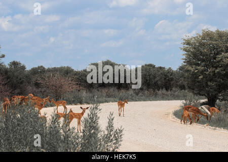 Le pâturage des troupeaux énormes impala dans les buissons sur la route au parc d'Etosha, Namibie, Afrique du Sud Banque D'Images