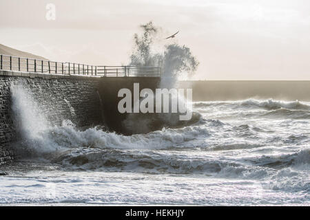 Aberystwyth, Pays de Galles, Royaume-Uni. 22 décembre 2016. Météo britannique. Que Storm Barbara, le deuxième ouragan de la saison, se renforce et les lecteurs à l'Écosse, du nord le bord du système clips Aberystwyth, sur la côte ouest du pays de Galles et, combiné avec la marée haute, les lecteurs d'énormes vagues de battre le front et mur du port sur à cette petite ville sur la côte de la Baie de Cardigan de la mer d'Irlande Royaume-Uni Photo © Keith Morris/Alamy Live News Banque D'Images