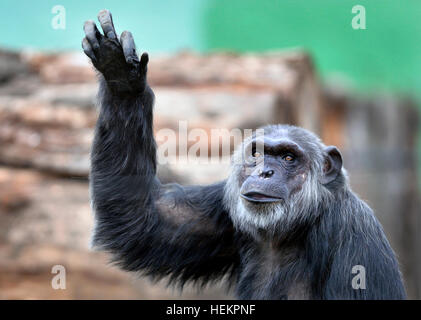 Pilsen, République tchèque. 26Th Dec 2016. Les Chimpanzés communs dans la piscine en plein air de l'enceinte dans le Zoo de Plzen, République tchèque, le 23 décembre 2016. © Miroslav Chaloupka/CTK Photo/Alamy Live News Banque D'Images