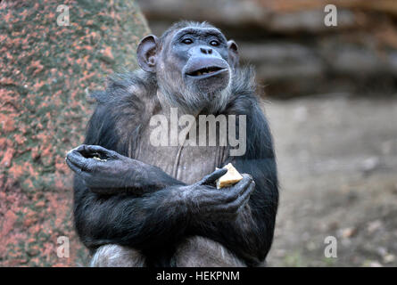 Pilsen, République tchèque. 26Th Dec 2016. Les Chimpanzés communs dans la piscine en plein air de l'enceinte dans le Zoo de Plzen, République tchèque, le 23 décembre 2016. © Miroslav Chaloupka/CTK Photo/Alamy Live News Banque D'Images