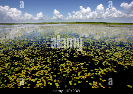 Okeechobee, en Floride, aux États-Unis. 26Th Dec 2016. 080309 rencontré lakeO Personnel 09 Photo par Gary Coronado/Le Palm Beach Post 0065874A avec histoire de Paul Quinlan--Okeechobee--Les feuilles de nénuphars (Nymphaea spp.) flotter dessus de l'eau et sont bénéfiques au lac Okeechobee. Les lys serait soit blanc ou jaune. La partie nord-ouest du lac Okeechobee est la plus saine du lac a été depuis longtemps en raison de l'abondance de pluie, à la suite d'une longue saison sèche chaude à Okeechobee lundi. © Gary Coronado/Le Palm Beach Post/ZUMA/Alamy Fil Live News Banque D'Images