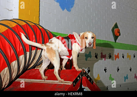 Whitefield, UK. 26Th Dec 2016. A Beagle jouer à 'Doggy Day Care' vêtue d'un cavalier de Noël, Whitefield, Greater Manchester, 23 décembre 2016 © Barbara Cook/Alamy Live News Banque D'Images