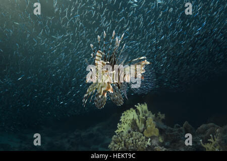 Mer Rouge, Egypte. Nov 7, 2016. Coucher du soleil rouge de chasse (poissons-papillons Pterois volitans) sur un immense banc de poissons (Atherinomorus Hardyhead Semelle lacunosus), mer Rouge, Hurghada, péninsule du Sinaï, Egypte © Andrey Nekrasov/ZUMA/ZUMAPRESS.com/Alamy fil Live News Banque D'Images