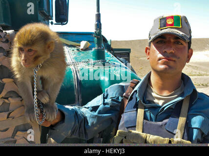Un agent de police en uniforme afghane pose avec son singe tandis que sur la garde lors de l'opération Shamshir dans la Mata Khan, district de la province de Ghazni, Afghanistan, le 19 octobre 2011. (U.S. Photo de l'armée par la CPS. Ken Scar/libérés) Un agent de police en uniforme afghane pose avec son singe tandis que sur la garde lors de l'opération Shamshir dans la Mata Khan, district de la province de Ghazni, Afghanistan, 19 octobre, 2011 111019-A-S930-005 Banque D'Images