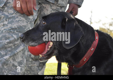 Le sergent à la retraite Dame, un labrador noir et formés, de chiens détecteurs de mines tient son jouet préféré qu'elle s'assoit à l'ombre le 30 avril 2013, à Fort Leonard Wood, Dame ve a récemment pris sa retraite et a été adopté par son handler Le Sgt. Roque Espinoza, un ingénieur responsable de l'entreprise K9, 5e bataillon du génie. (U.S. Photo de l'armée par le sergent. Heather Denby/libérés) ayant une boule 918560 Banque D'Images