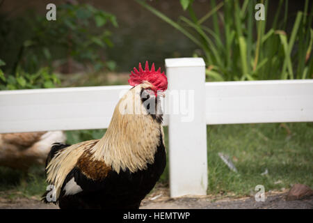 Profil de coq Faverolle Banque D'Images