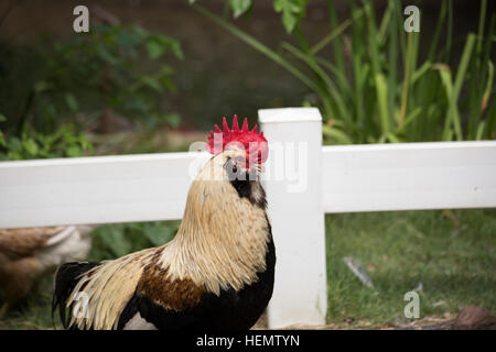 Profil de coq Faverolle Banque D'Images