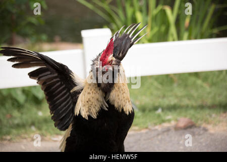 Coq Faverolle en agression afficher Banque D'Images