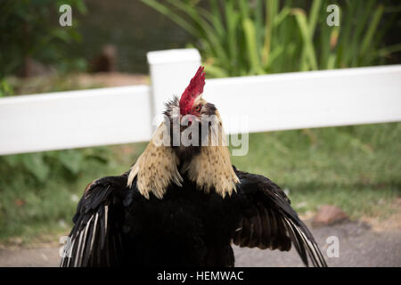 Coq Faverolle en agression afficher Banque D'Images