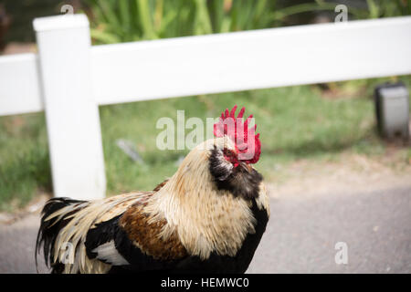 Profil de coq Faverolle Banque D'Images