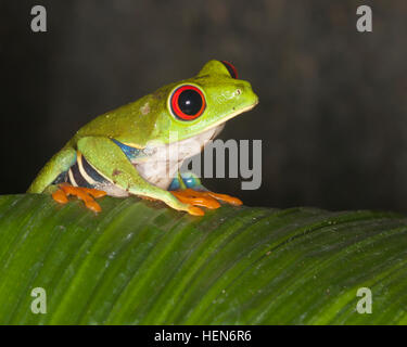 Grenouille d'arbre à yeux rouges sur la feuille de la forêt tropicale, également connue sous le nom de Grenouille des feuilles à yeux rouges (Agalychnis callidryas) au Costa Rica Banque D'Images