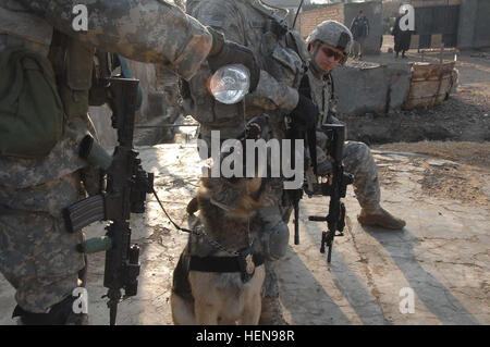 Un soldat de l'armée américaine surveille un K-9 handler partager sa soif de l'eau avec son collègue poilu. Les soldats sont de la Compagnie Bravo, 2e Bataillon, 23e Régiment d'infanterie, 4e Brigade Combat Team, 2e Division d'infanterie, à Muqdadiyah, l'Iraq, le 29 janvier 2008. (U.S. Photo de l'armée et de la CPS. Shawn M. Cassatt) Bravo entreprise procède à une recherche, l'aide humanitaire Cordon 76619 Banque D'Images