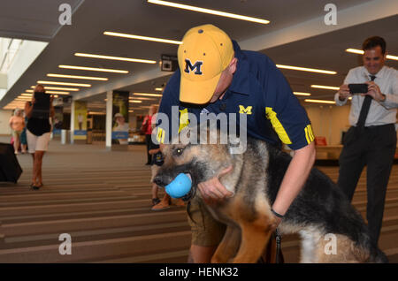 Le s.. Andrew de Mattawan, Michigan, un policier militaire affecté au 108ème Compagnie de Police Militaire, 503e, 16e Bataillon MP MP Brigade, Fort Bragg, N. C. répond aux militaires retraités chien de travail ira à l'aéroport international de Raleigh-Durham juin19, 2014. L'IRAS, une fillette de neuf ans Shephard allemand chien de détection d'explosifs, a pris sa retraite du service militaire, et est en cours d'adoption par le loup, l'un de ses anciens maîtres de chien. Les deux ont été déployés en Afghanistan deux fois de l'Allemagne dans le cadre de l'opération Enduring Freedom. Certaines photos comportent la femme de Loup Loup Samantha, et deux fils, Tyler Loup et Dominic Wolf. (U. S. Banque D'Images