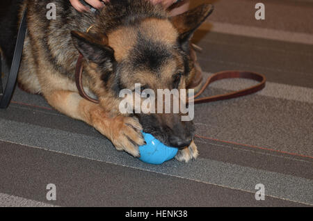 Le s.. Andrew de Mattawan, Michigan, un policier militaire affecté au 108ème Compagnie de Police Militaire, 503e, 16e Bataillon MP MP Brigade, Fort Bragg, N. C. répond aux militaires retraités chien de travail ira à l'aéroport international de Raleigh-Durham juin19, 2014. L'IRAS, une fillette de neuf ans Shephard allemand chien de détection d'explosifs, a pris sa retraite du service militaire, et est en cours d'adoption par le loup, l'un de ses anciens maîtres de chien. Les deux ont été déployés en Afghanistan deux fois de l'Allemagne dans le cadre de l'opération Enduring Freedom. Certaines photos comportent la femme de Loup Loup Samantha, et deux fils, Tyler Loup et Dominic Wolf. (U. S. Banque D'Images