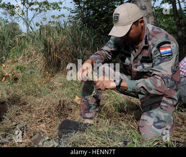 Membre de l'équipe de tireurs d'opérations spéciales du Paraguay recueille de l'herbe pour utilisation comme camouflage pour lui-même et son fusil sniper au cours de l'événement de la manette de Fuerzas Comando 2014 au Fort Tolemaida, Colombie, le 26 juillet. La concurrence sur les tireurs d'distance inconnue-événements à pédoncule Fuerzas Comando 2014 140726-A-AD886-901 Banque D'Images