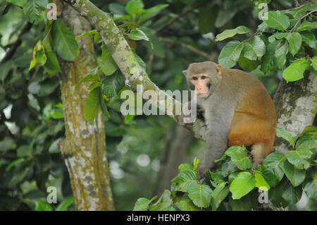 Un singe est assis sur une branche d'arbre 27 août 2014, au cours d'un exercice d'échanges bilatéraux entre les États-Unis et les armées du Bangladesh au Bangladesh Institute de l'opération de maintien de la paix à la Formation Formation Catonement Rajendrapur, près de Dhaka, Bangladesh. L'armée américaine a été au Bangladesh pour Aurora Mousson, un échange exercice portait sur l'établissement de relations et d'améliorer les habiletés en opérant dans un environnement de jungle et terrain peu familier. (U.S. Photo de l'armée par le Sgt. 1re classe Jeffrey Smith/libérés) 'Aurora' Mousson 140827-A-ZX807-308 Banque D'Images