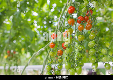 Bio frais et sains hydrophonic tomates cerise dans grasshouse farm Banque D'Images