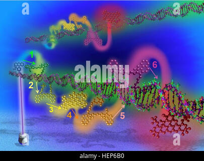 La récolte d'énergie et de la distribution à travers les réseaux à l'échelle nanométrique bien au-dessous de la limite de diffraction sera un outil précieux dans le développement de technologies de nouvelle génération pour le combattant y compris en utilisant une énergie concentrée pour la détection, de la catalyse et la conversion en électricité ou de mouvement. Le graphique 6 illustre les étapes de transfert d'énergie sur un fil photoniques de l'ADN discrets. Chaque étape de transfert de l'énergie produit par la poignée de fluorophores séquentiellement affichée sur l'échafaudage de l'ADN et l'ordre est indiqué par un chiffre. (Photo gracieuseté de Dr. Igor Medintz, Naval Research Laboratory) Harve Banque D'Images