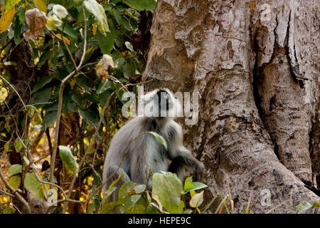 Singe Hanuman et trekking en Inde Banque D'Images