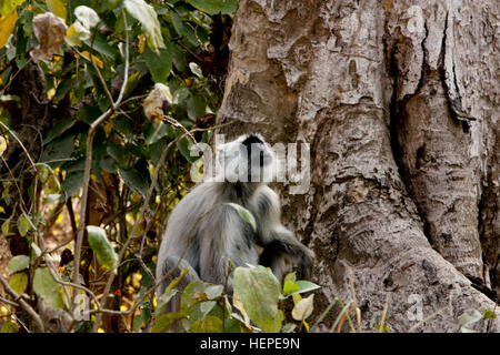 Singe Hanuman et trekking en Inde Banque D'Images