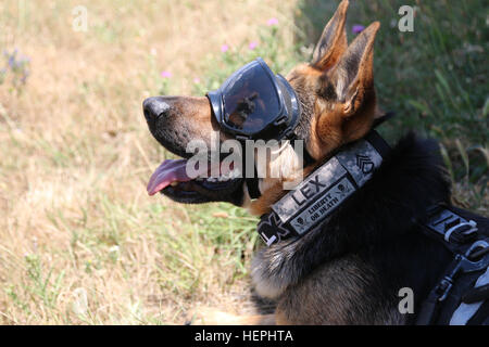 Le sergent-major de l'armée. Lex, un conducteur de chien de travail militaire, affecté à la 525e Détachement de chien de travail militaire, hors de Wiesbaden en Allemagne, se préparer à la formation médicale d'un palan sur Camp Bondsteel, au Kosovo, le 23 juillet 2015. Le s.. Lex, un chien de travail militaire du 525e Détachement de chien de travail militaire hors de Wiesbaden, Allemagne, actuellement affecté à la multinationale bataille Group-East, est prête à être un événement de formation médicale d'un palan, le 23 juillet 2015, à Camp Bondsteel, au Kosovo. Au cours de la formation, Lex a été hissé à plus de 75 pieds en l'air par un UH-60 Black Hawk, exploité par la Compagnie F, Banque D'Images