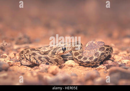 Les jeunes (Hemorrhois serpent fouet horseshoe hippocrepis) cachée parmi des cailloux la nuit, Maroc Banque D'Images