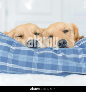 Deux chiens golden retriever dormant sur un lit Banque D'Images