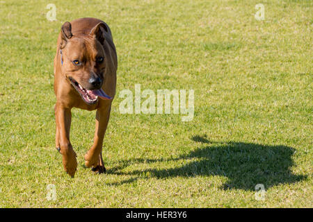 American Staffordshire Bull Terrier chien qui court vers la caméra Banque D'Images