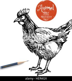 Poulet à la main d'illustration vectorielle des animaux de ferme. Croquis de garçon isolé sur fond blanc avec le crayon et l'étiquette banner Illustration de Vecteur