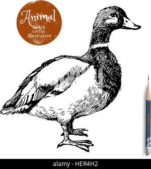 Canard à la main d'illustration vectorielle des animaux. Sketch isolé sur fond blanc avec le crayon et l'étiquette banner Illustration de Vecteur