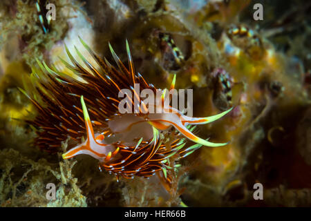 Photo sous-marine de l'Accouplement de scène Hermissenda Crassicornis Nudibranch Banque D'Images