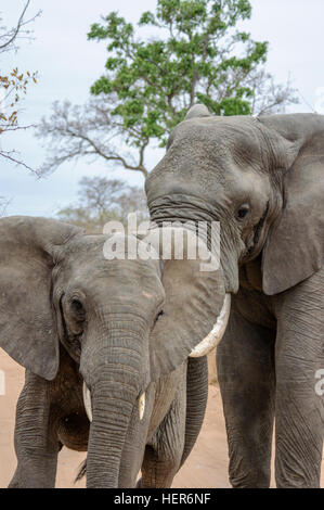 Homme éléphant africain (Loxodonta africana) en musth contrôler si une femelle est en oestrus, Afrique du Sud, l'Afrique Banque D'Images