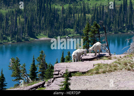 Deux chèvres des montagnes Rocheuses près de Hidden Lake Banque D'Images