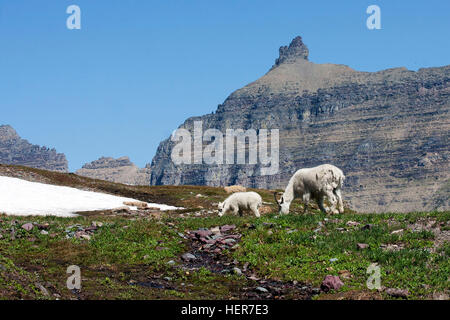 Rocky Mountain Doe et d'agneau Banque D'Images