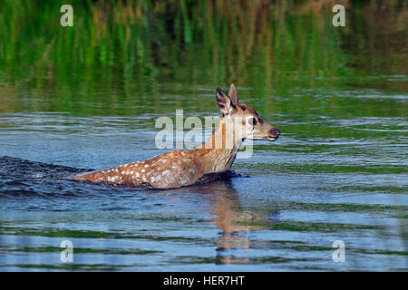 Red Deer (Cervus elaphus) calf crossing river en été Banque D'Images