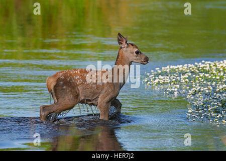 Red Deer (Cervus elaphus) calf crossing river en été Banque D'Images