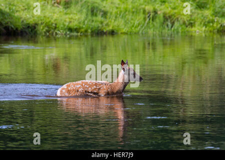 Red Deer (Cervus elaphus) calf crossing river en été Banque D'Images