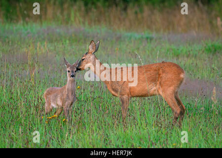 Le chevreuil (Capreolus capreolus) femelle fauve reniflant dans les prairies au bord de la forêt en été Banque D'Images