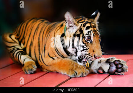 Portrait Photo de funny little tiger cub Banque D'Images