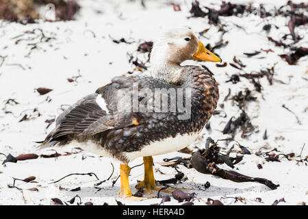 Un mâle canard vapeur Falkland,Tachyeres brachypterus sur les îles Falkland Banque D'Images