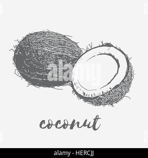 La noix de coco mûre vegan Illustration de Vecteur