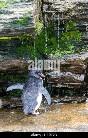 Rockhopper Penguin sur l'Île Saunders, Falklands Banque D'Images