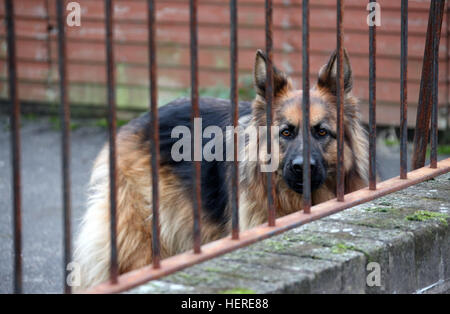 Chien de garde alsacienne Banque D'Images