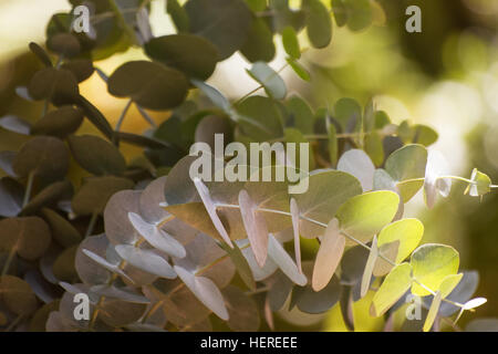 Eucalyptus perriniana feuille feuilles Banque D'Images