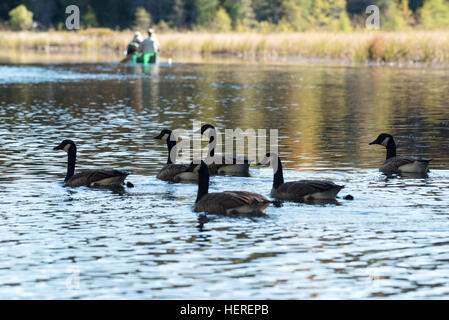 Les bernaches du Canada et les canoteurs, Adirondack State Park, New York. Banque D'Images