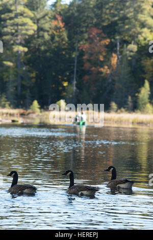 Les bernaches du Canada et les canoteurs, Adirondack State Park, New York. Banque D'Images